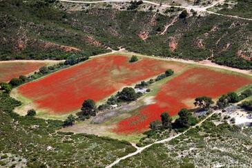 Champs Coquelicots, PACA, © Etienne Pierart